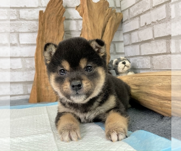 Medium Photo #7 Shiba Inu Puppy For Sale in HOUSTON, TX, USA