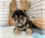 Small Photo #7 Shiba Inu Puppy For Sale in HOUSTON, TX, USA