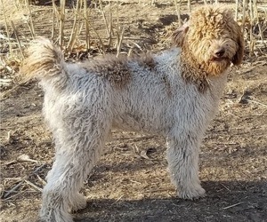 Father of the Goldendoodle puppies born on 04/21/2022