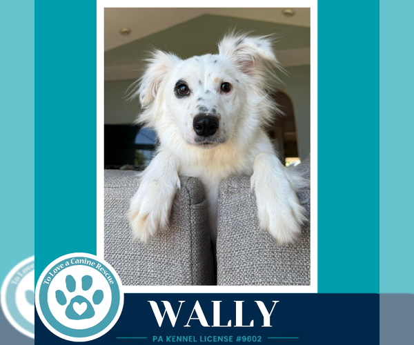 Medium Photo #3 Australian Shepherd-Unknown Mix Puppy For Sale in Kimberton, PA, USA