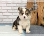 Small Photo #6 Pembroke Welsh Corgi Puppy For Sale in HOUSTON, TX, USA