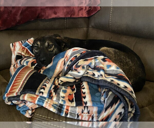 Medium Photo #11 Mutt Puppy For Sale in Evansville, IN, USA