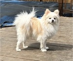 Small Photo #5 Pomeranian Puppy For Sale in COLUMBIA, MO, USA