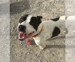 Small #11 American Pit Bull Terrier