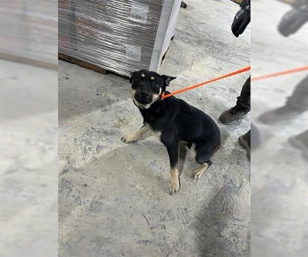 Medium Photo #1 German Shepherd Dog-Unknown Mix Puppy For Sale in Houston, TX, USA