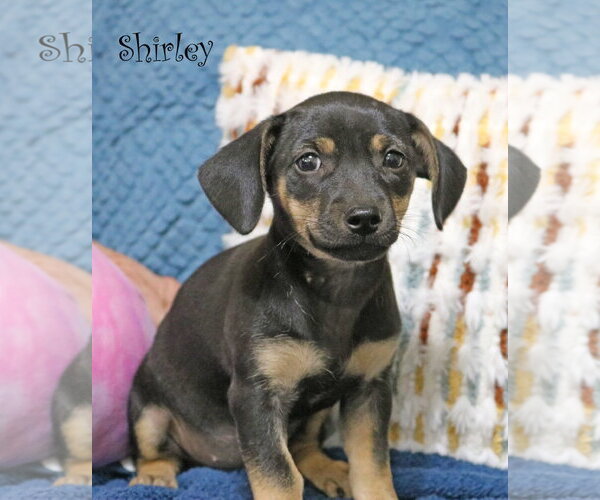 Medium Photo #5 Chiweenie Puppy For Sale in Wakefield, RI, USA