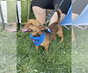 Rat-Cha Dogs for adoption in Oakhurst, NJ, USA
