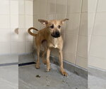 *NYX - Female German Shepherd Dog-Unknown Mix Dog for Adoption - Small photo
