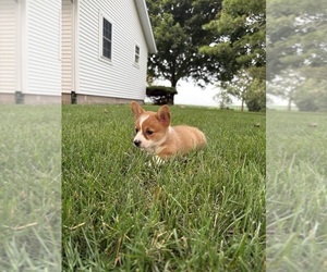 Medium Pembroke Welsh Corgi