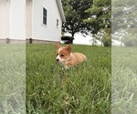 Puppy Daisy Pembroke Welsh Corgi