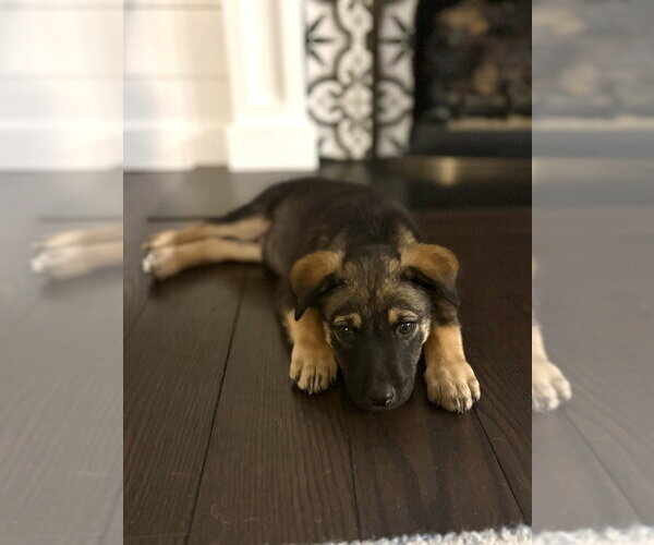 Medium Photo #4 German Shepherd Dog-Unknown Mix Puppy For Sale in Brewster, NY, USA