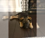 Small #3 German Shepherd Dog Mix
