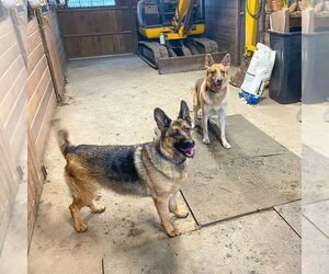 Joker (With Harley) - Male German Shepherd Dog Dog for Adoption - Photo #2