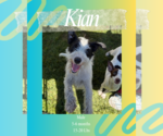 Small #3 Chihuahua Mix