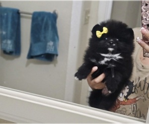 Pomeranian Puppy for sale in LATHROP, CA, USA