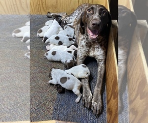 Father of the German Shorthaired Pointer puppies born on 06/26/2021