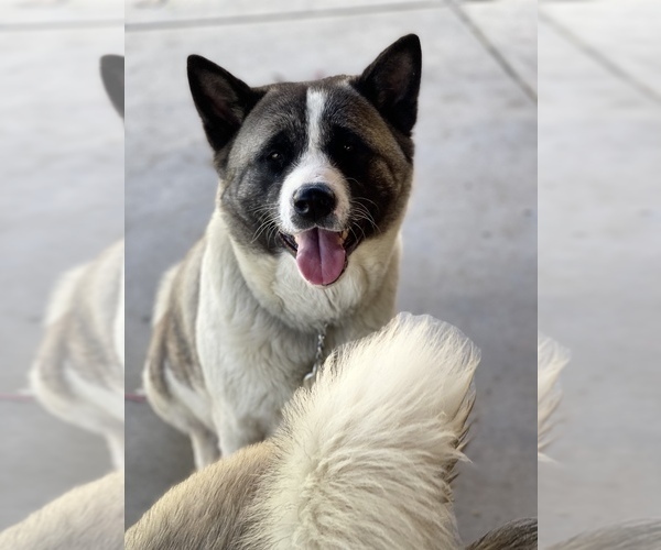 Medium Photo #1 Akita-Alusky Mix Puppy For Sale in SAN JACINTO, CA, USA