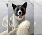 Small Photo #1 Akita-Alusky Mix Puppy For Sale in SAN JACINTO, CA, USA