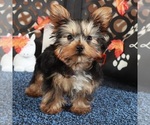 Small #3 Yorkshire Terrier