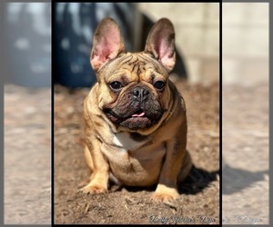 Mother of the French Bulldog puppies born on 03/03/2025