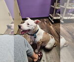 Small #3 American Pit Bull Terrier Mix
