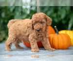 Puppy Herby Poodle (Miniature)