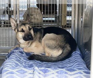 German Shepherd Dog-Unknown Mix Dogs for adoption in Downey, CA, USA