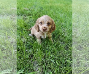 Cocker Spaniel Dogs for adoption in St. Louis Park, MN, USA