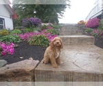 Small Photo #1 Cavapoo Puppy For Sale in MILLERSBURG, PA, USA