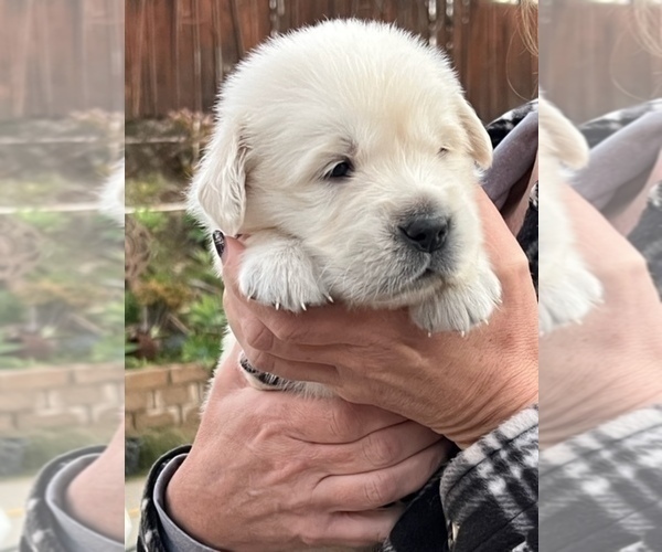 Medium Photo #6 Golden Retriever Puppy For Sale in THOUSAND OAKS, CA, USA
