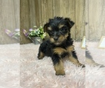 Small #1 Yorkshire Terrier