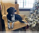 Small Photo #3 Border Collie-German Shorthaired Pointer Mix Puppy For Sale in New Albany, OH, USA
