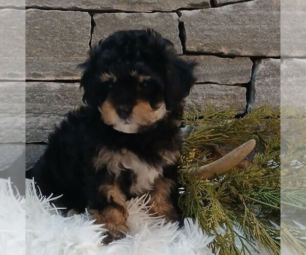 Medium Photo #3 Shih-Poo Puppy For Sale in GORDONVILLE, PA, USA