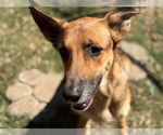 Small #1 German Shepherd Dog Mix