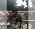 Small Photo #1 Belgian Malinois Puppy For Sale in ARCADIA, FL, USA