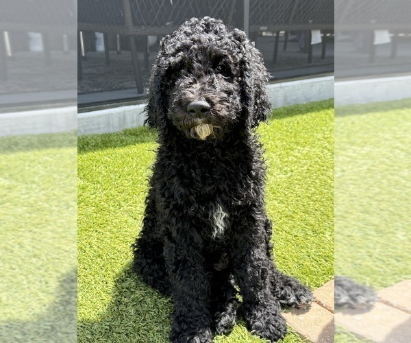 Medium Photo #2 Goldendoodle Puppy For Sale in GIBSONTON, FL, USA