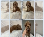Puppy Puppy 2 Goldendoodle-Poodle (Toy) Mix