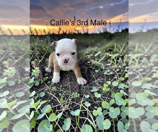 Medium Photo #1 Boston Terrier Puppy For Sale in EWING, KY, USA