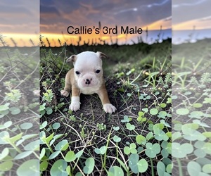 Boston Terrier Puppy for sale in EWING, KY, USA
