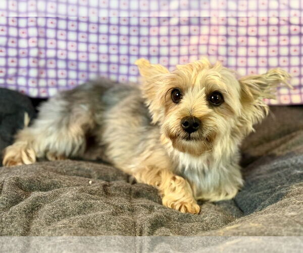 Medium Photo #1 Mutt Puppy For Sale in Bon Carbo, CO, USA