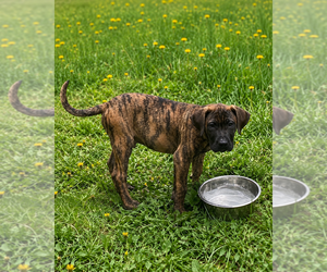 Presa Canario Puppy for sale in ANSON, ME, USA