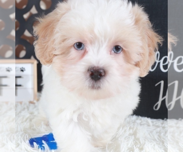 Medium Photo #1 ShihPoo Puppy For Sale in MOUNT VERNON, OH, USA