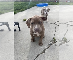 American Bully Puppy for sale in KENNEWICK, WA, USA