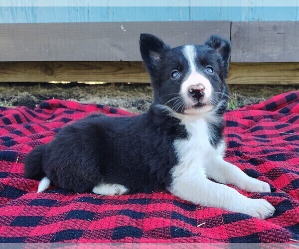 Medium Photo #75 Border Collie Puppy For Sale in NORBORNE, MO, USA