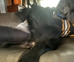 Small Photo #20 Great Dane Puppy For Sale in ALIQUIPPA, PA, USA