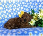 Small Photo #4 Cavapoo Puppy For Sale in CHRISTIANA, PA, USA