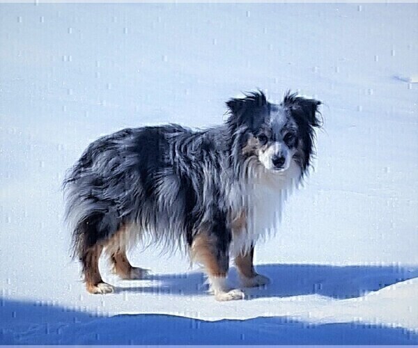Medium Photo #1 Miniature American Shepherd Puppy For Sale in LUCK, WI, USA