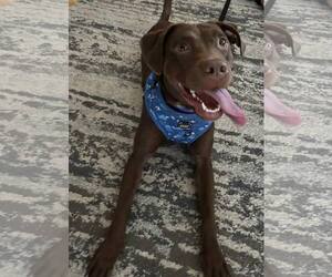 American Pit Bull Terrier-Chocolate Labrador retriever Mix Dogs for adoption in Princeton, MN, USA
