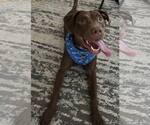 Small American Pit Bull Terrier-Chocolate Labrador retriever Mix