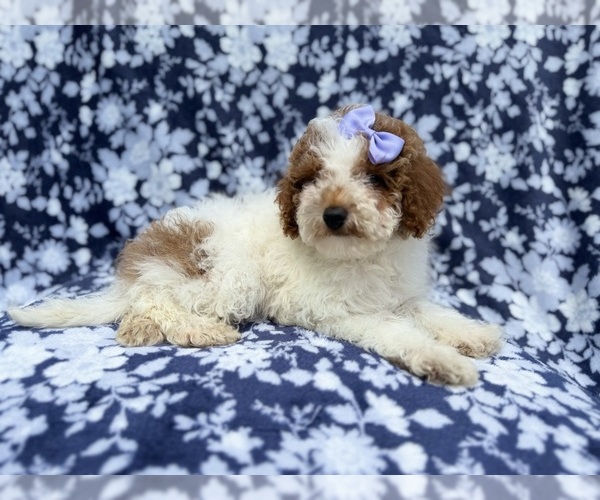 Medium Photo #8 Poodle (Miniature) Puppy For Sale in LAKELAND, FL, USA